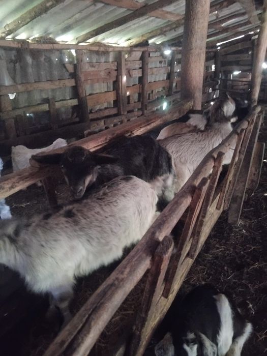 Vand 60 de iezi 15 lei/kg angro
