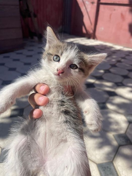 Котята маленькие