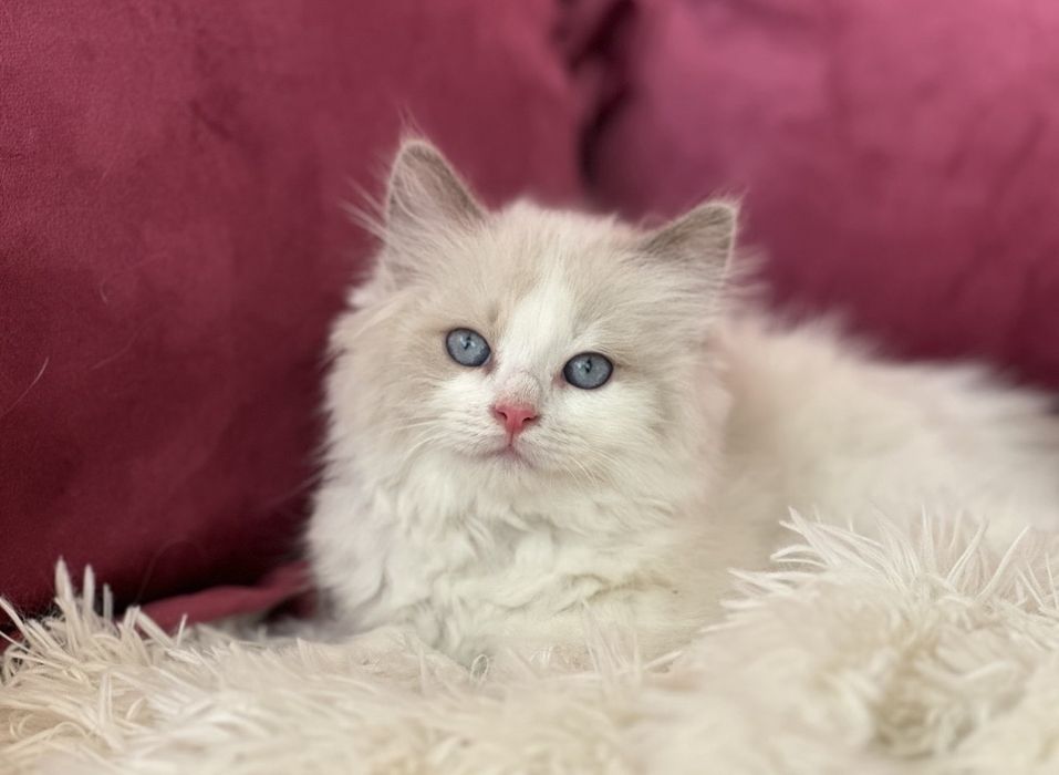Регдол / Ragdoll / котенца