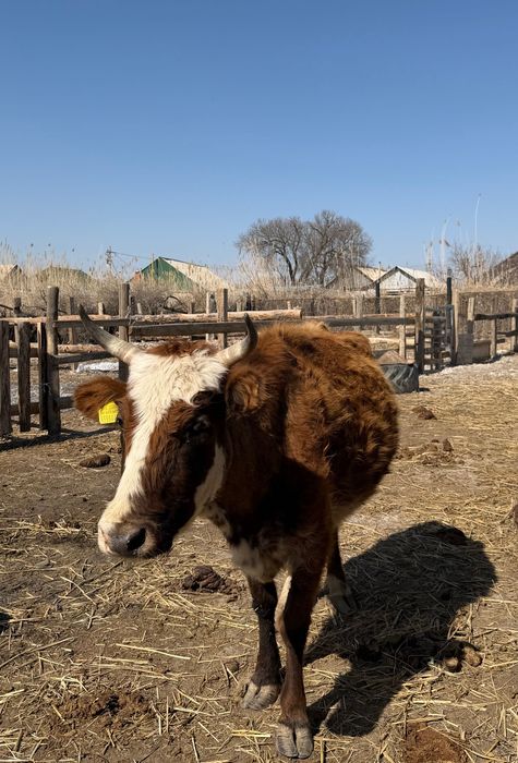 Буаз сиыр сатылады