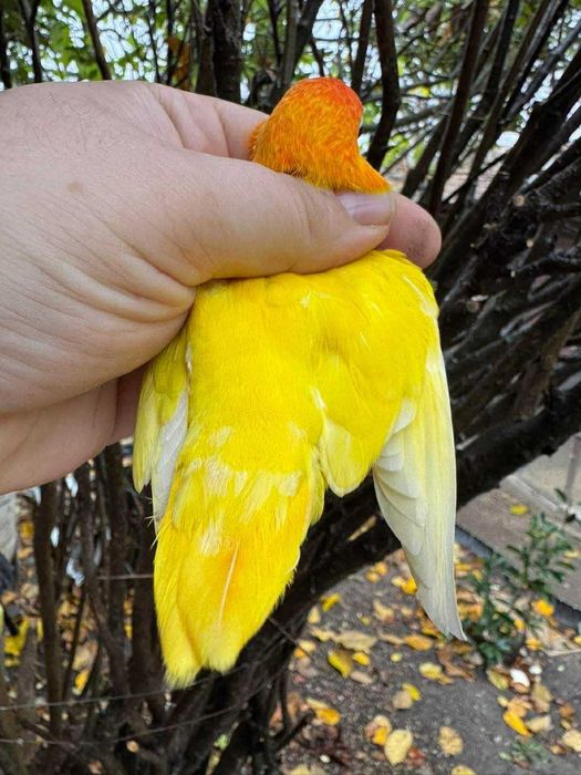 Vând papagal agapornis fischer