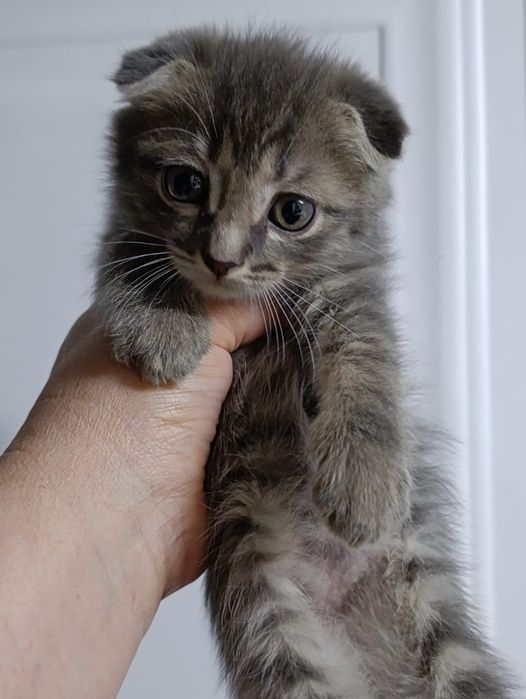 Ищем дом для спасённых малышей.