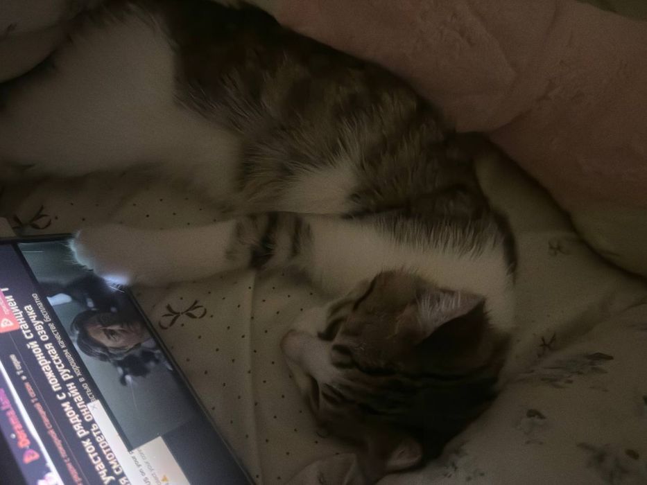 котенок в добрые руки,даром