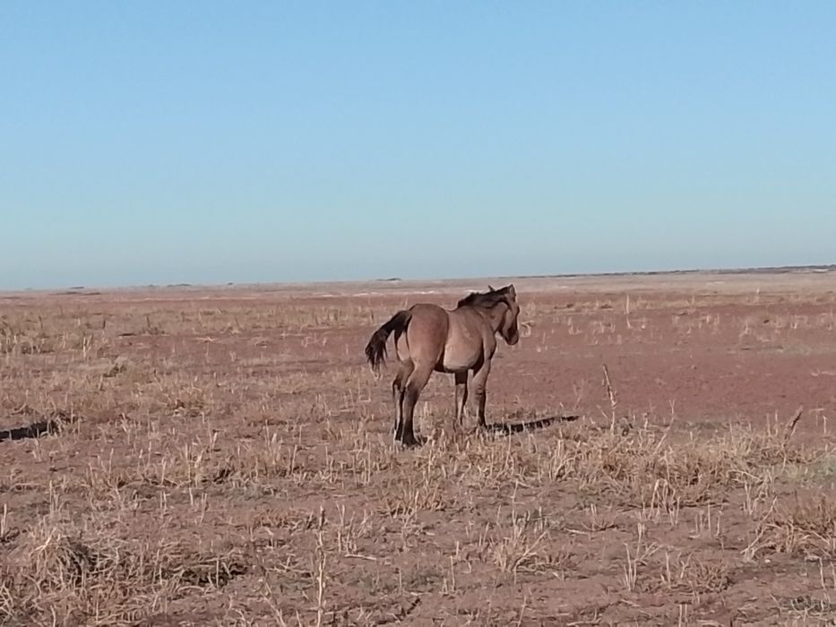 Жабагы лошадь жылкы