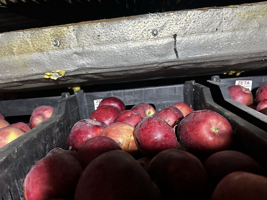 Продам яблоки «американка», местная.