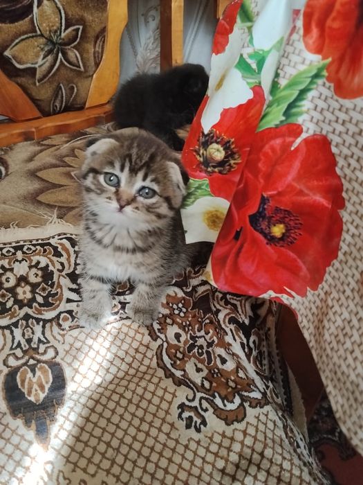 Породистые вислоухие котята