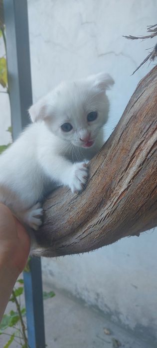 Skottish strayt mushuklar