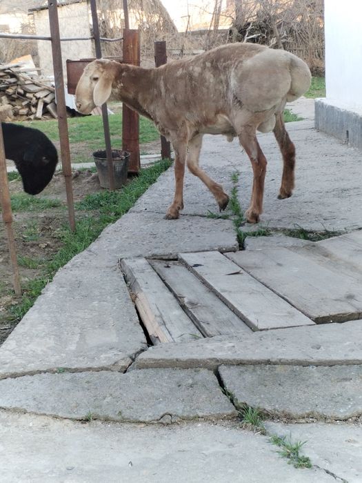 Токты кошкар.                           .