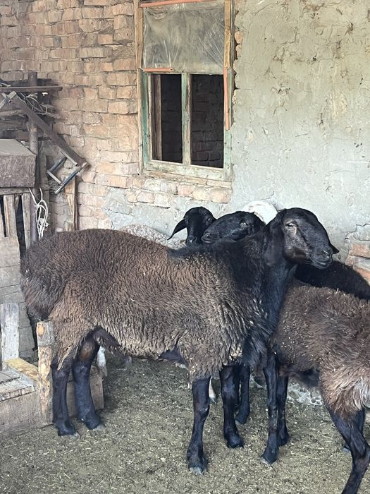 Семіз кошкар баран