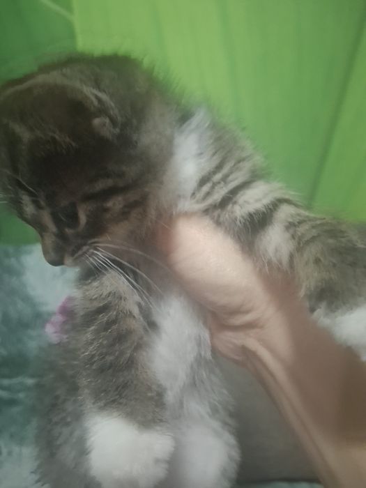 Котята бесплатно