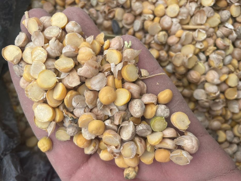 Пшеница 2.3.4.5.6 класс