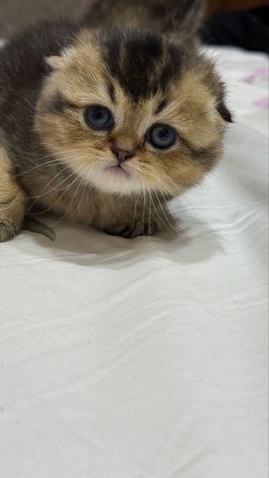 Золотая тикироновая шиншила