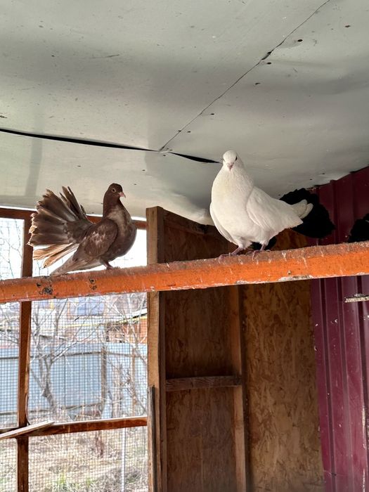 Голуби- павлины , гривуны