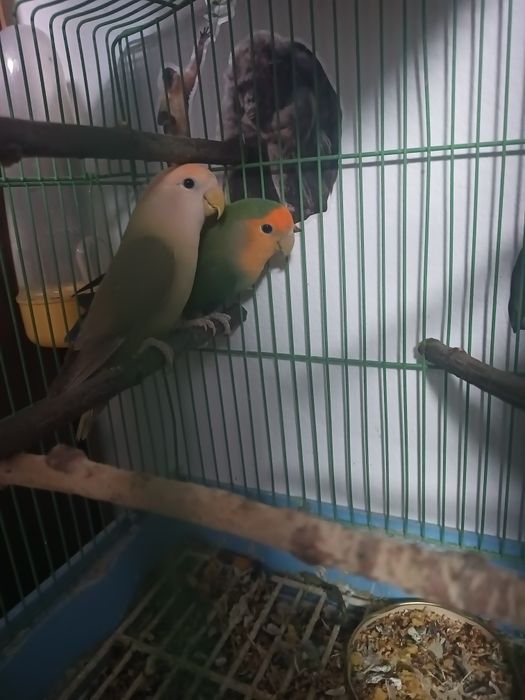 Vând papagali agaponis