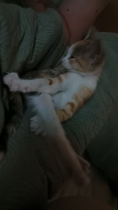 pui de pisica spre adopție