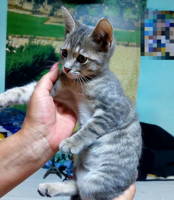 Котёнок  (мальчик) 3 месяца