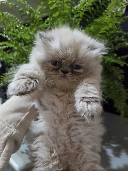 Персийски котенца