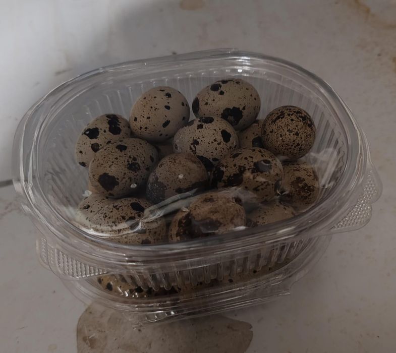 Перепелки на заказ