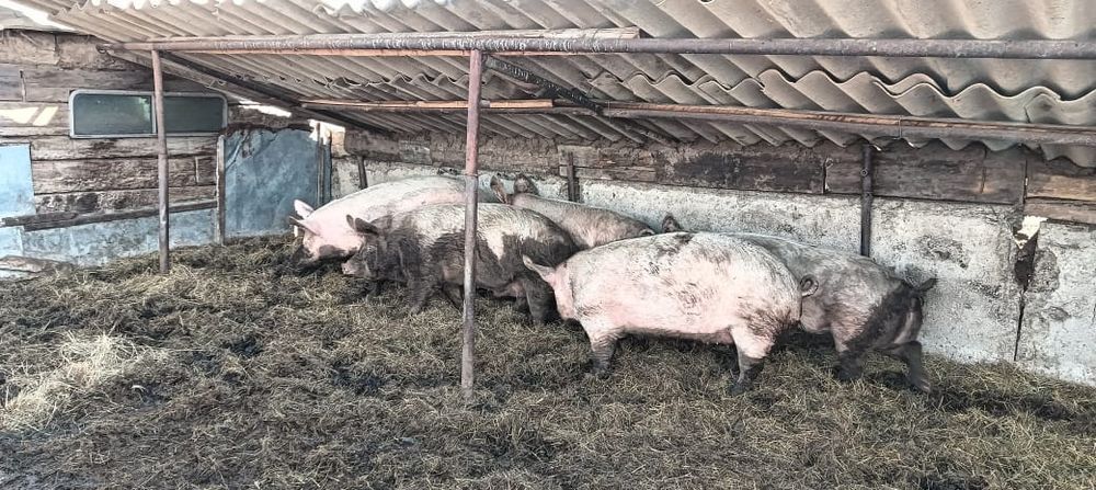 Продам свиней, оптом