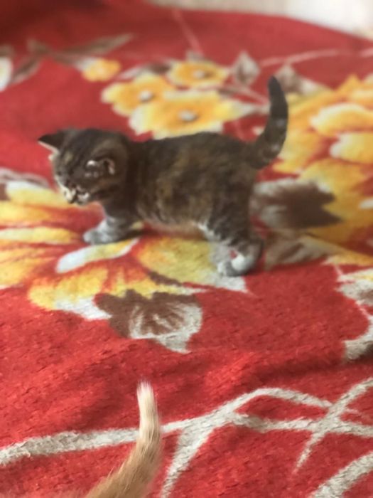 Отдам котят в хорошие руки
