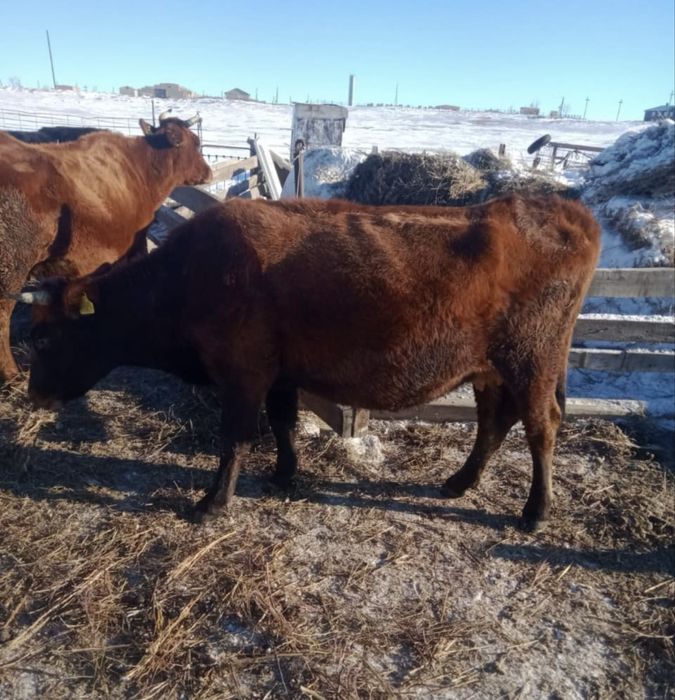 Продаются коровы! Можно на мясо, можно держать. Собираются телиться