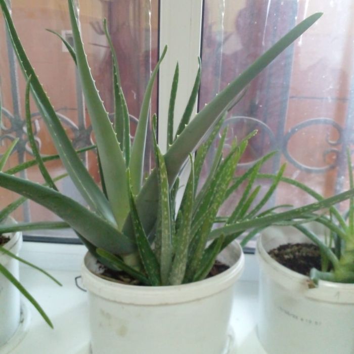 Продам цветок алоэ