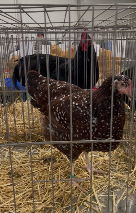 Oua incubat Sussex / Susex  portelan