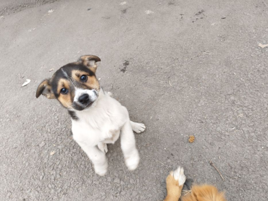 Отдам щинков дворняшки