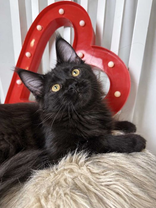 Maine Coon Solid Black – Sultan, micul rege cu pedigree  pedigree  www.lynxrunecode.com