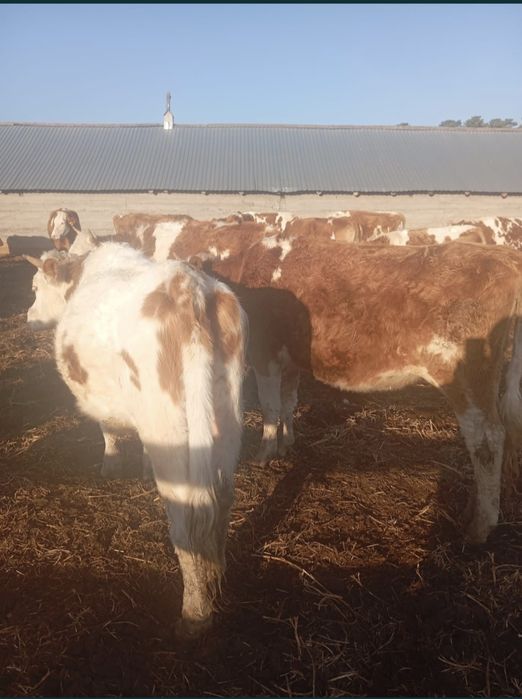 Ipi қара малдар 7 бас сатылады.