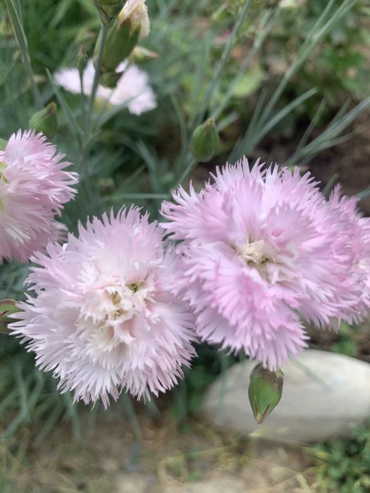 Продам морозник, садовые многолетние цветы