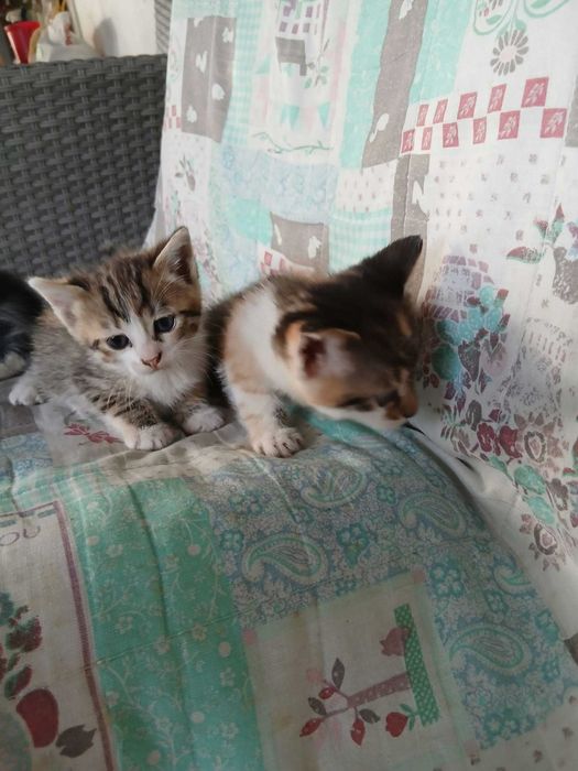 Adoptii pui pisica