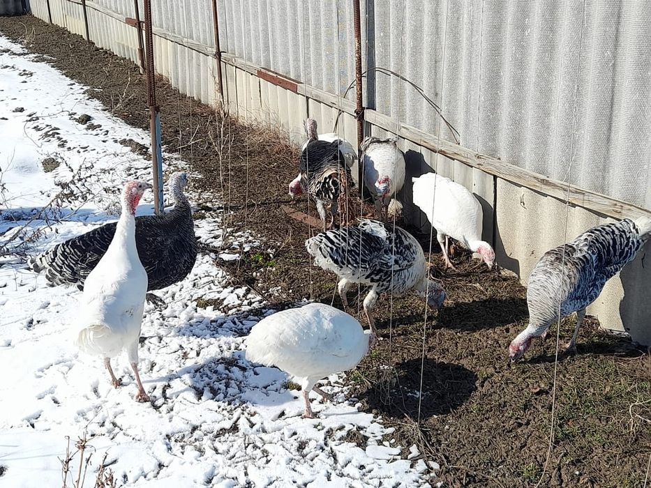 Продам домашних индюков