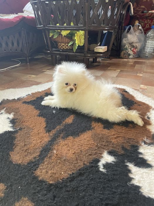 Щенки шпица