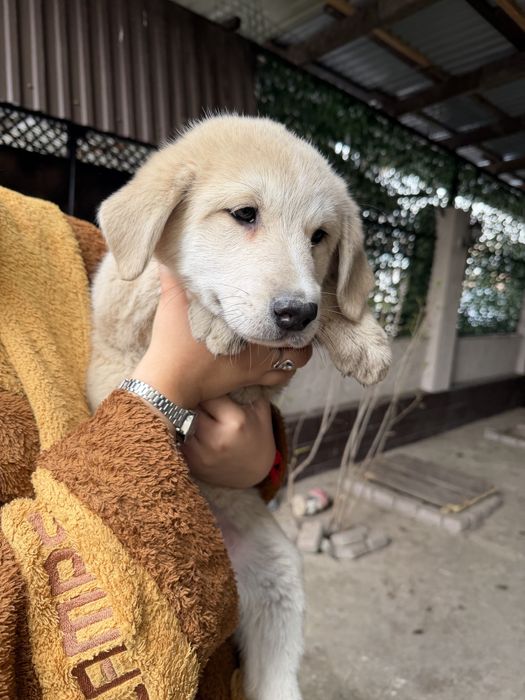 В добрые руки пристраиваю