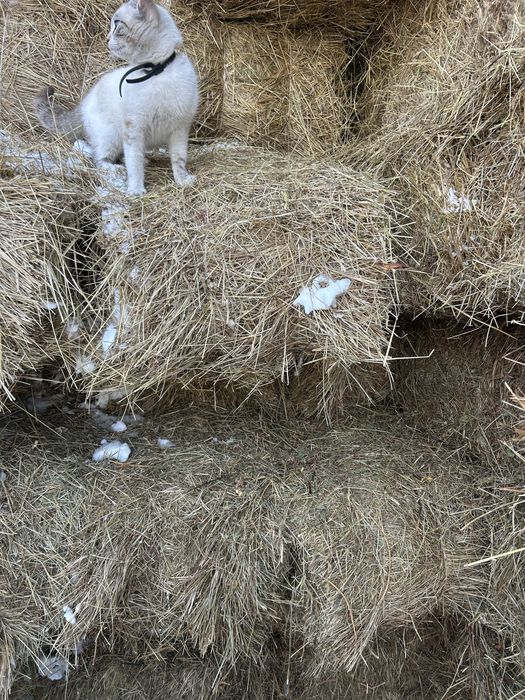 Продается сено в тюках