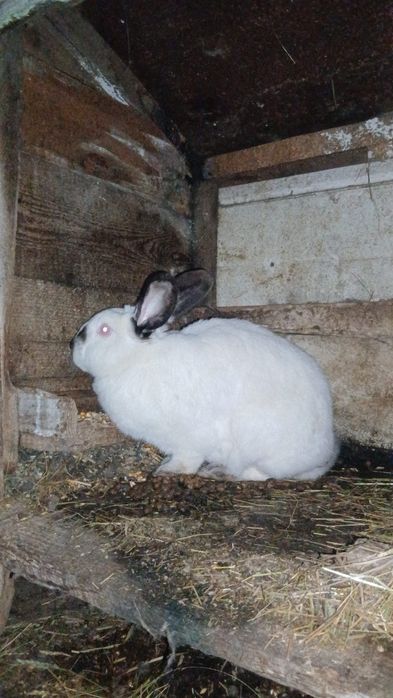 Disponibili iepuri diverse rase