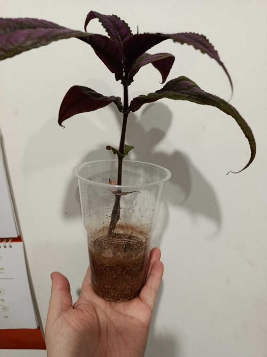 Стробилантес отросток