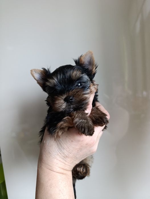 Мини йоркширски териер