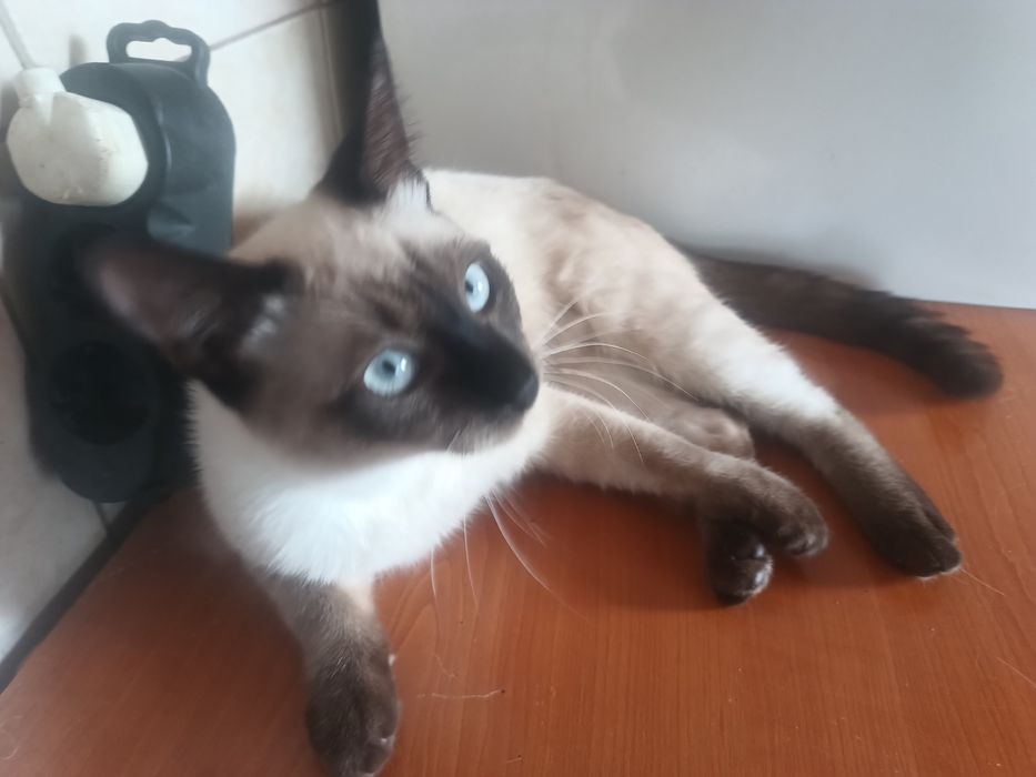 Motănaș rasa siameza.