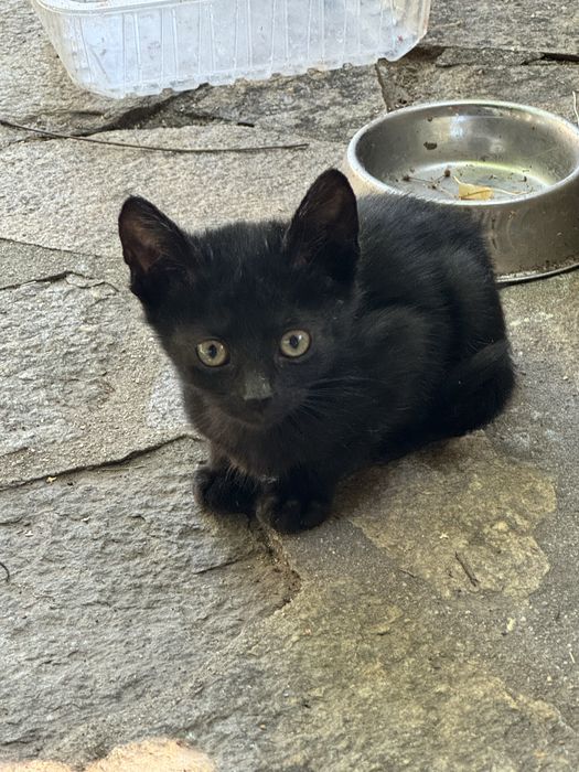 Подаряваме котенца