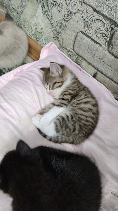 Отдам даром котяток