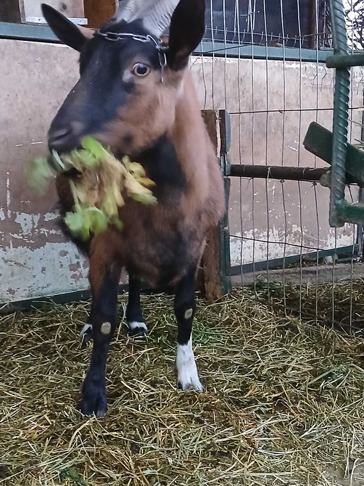 Capră  Alpina Franceză