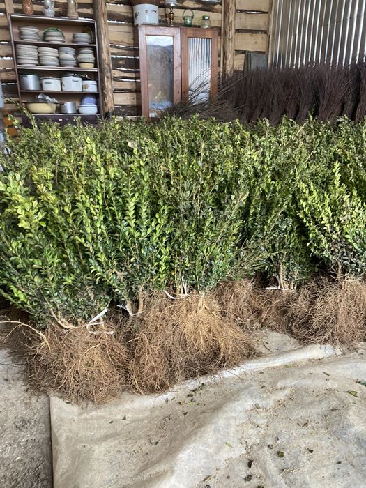 Pomi fructiferi și arbuști