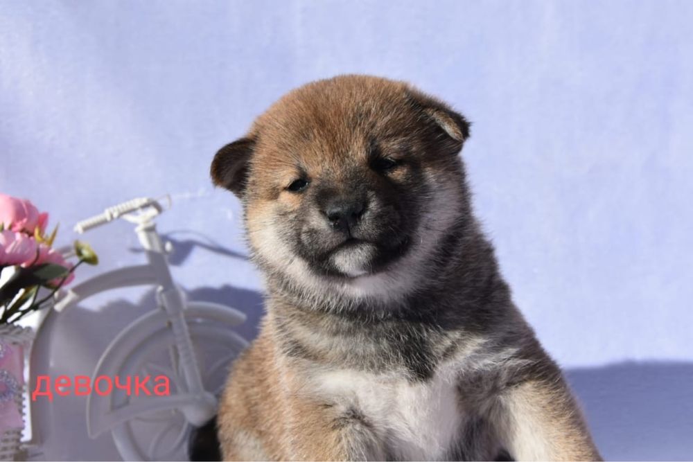 Японские сибочки