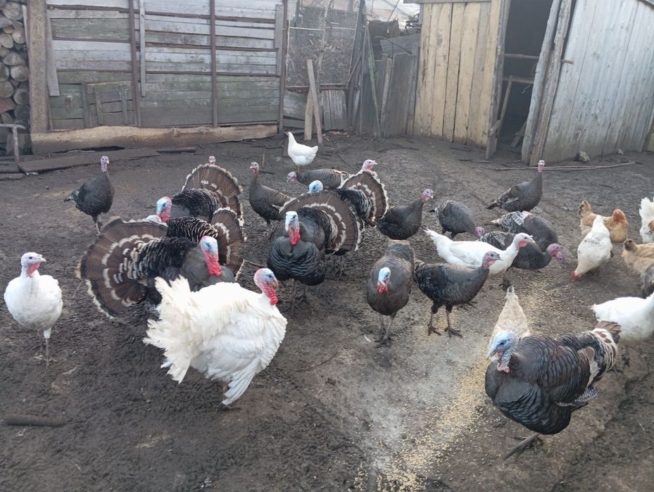 Vând curci și curcani