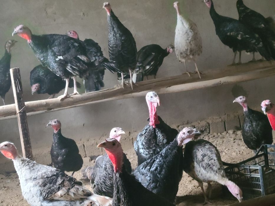 Kurka bor  17 tasi makiyon 4 tasi xo‘roz