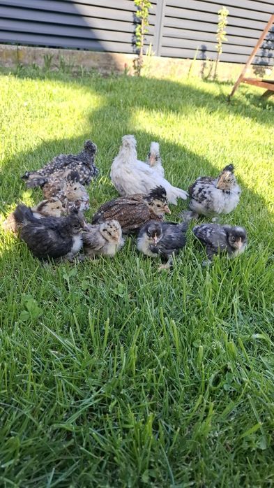 PUI Struma bantam