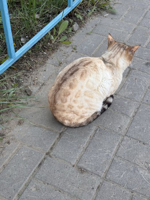 Кошка бенгальская