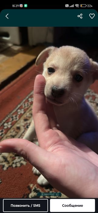 Отдам той терьера